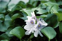 lg_16 Water Hyacinth