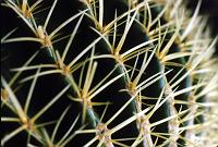 lg_25_cactus Cacti