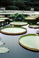 lg_32_giant_water_lilies