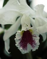 lg_4_white_orchid Orchid