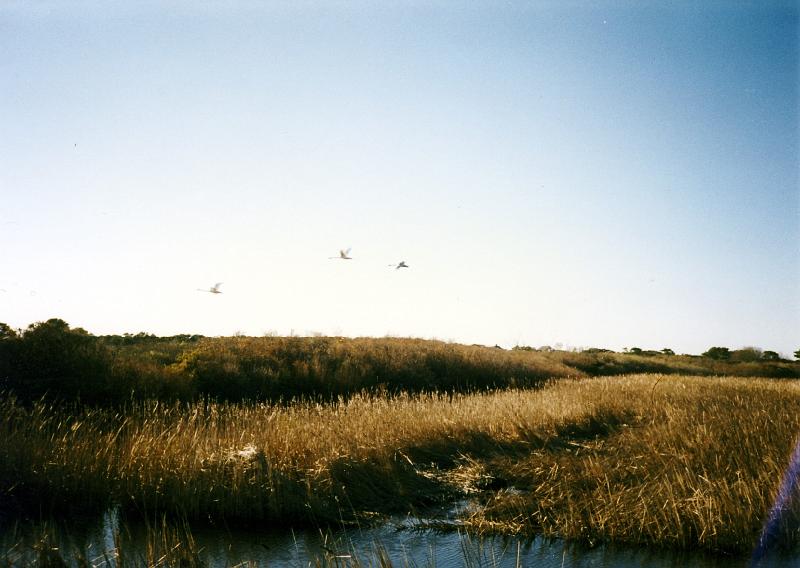 10 Geese fly over the marshes