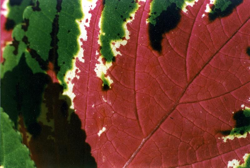 01 This slide show is of some nice outdoors photos we've taken. They've been in a box for years, and now we can't always identify where they were taken, though!  But they're worth digitizing and putting into a slide show.  This is a sugar maple leaf in the process of changing to fall color.