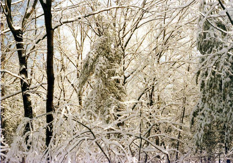 05 The woods behind our house in Westboro MA, in winter.