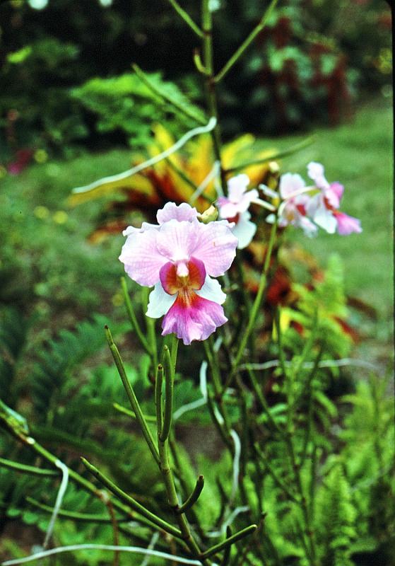 75-orchid Orchid