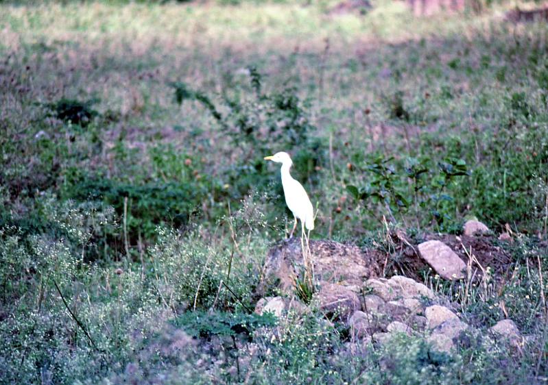 93-egret Cattle egret