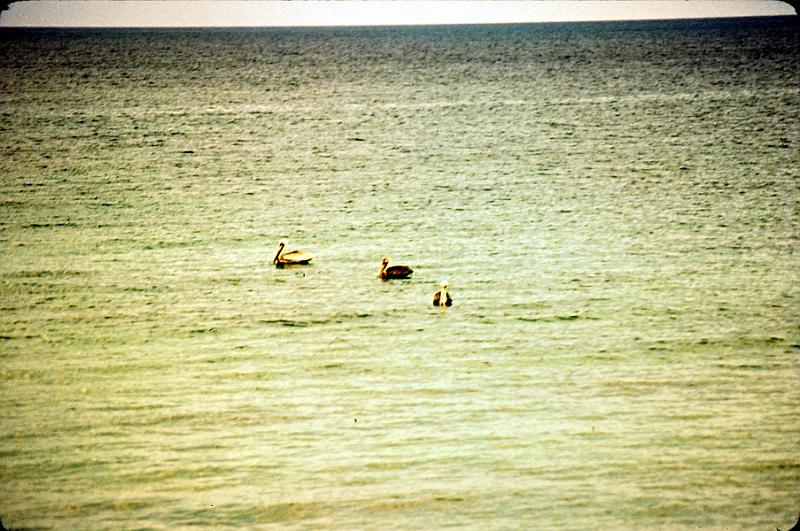 99-pelicans Pelicans