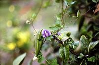 54-wild_pea Flower on a wild pea vine.  Wild peas are good to eat, and are also called 
