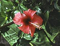 78-hibiscus Hibiscus