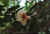 81-hibiscus