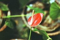 82-anthurium Anthurium also come in mumerous colors.