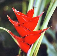84-heliconia Heliconia.  These come in many colors and shapes too.  This is the 