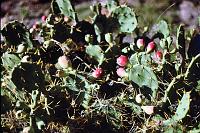 90-prickly_pear
