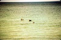 99-pelicans Pelicans