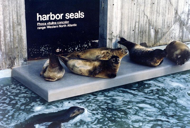09 The out-of-doors exhibit (no longer there) of the New England Aquarium in 1981.  Thoughtless people would throw pennies into the pool, and the seals ingested them and became ill.  One seal, 