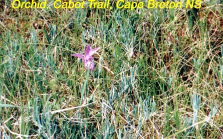 19-orchid We spotted these flowers in a mountain bog meadow on Cape Breton's North Mountain.