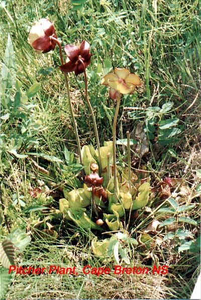 21-pitcherplant 