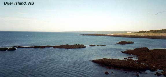 brierisland-3 We do not recommend the Westport Inn on Brier Island. We suggest a day visit.