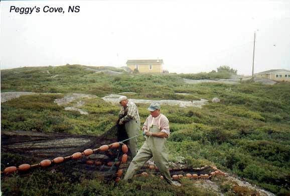 peggysnet After the fishermen spread their net to dry it, gulls gather to feast on the leftovers.