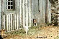 16-louisburg-goats 