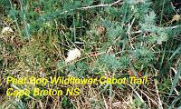 20-whitebogflower