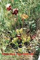 21-pitcherplant