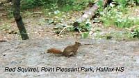 7-redsquirrel-ground Point Pleasant Park, Halifax, Nova Scotia