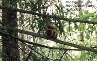 8-redsquirrel-tree