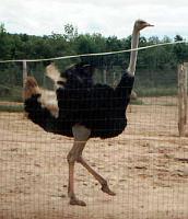 ostrich You must be wondering, 