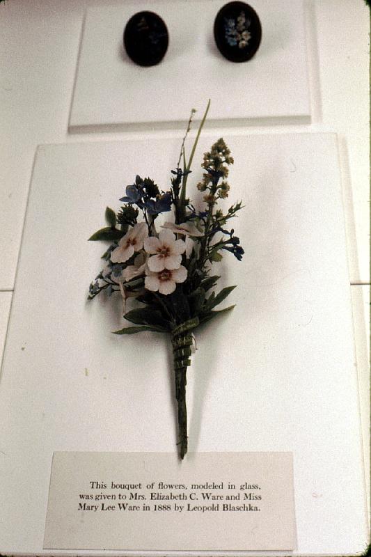 01-boquet I took these slides in 1975, at the Harvard Peabody Museum, Cambridge MA.  The museum features glass flowers and botanical models that were used for study before protography through microscopes became possible. Leopold Blashka (1822-1895) and his son Rudolph (1857-1939) meticulously crafted unbelievably realistic botanical glass models of 830 plant species, which are housed at Harvard's Botanical Museum.  Part of this slide show is about minerals, also on exhibit at the natural history wing, and the final slide is a nice surprise.