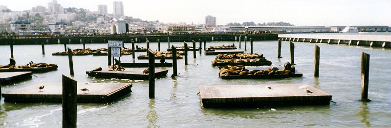 01 Sea lions have taken over part of the San Francisco marina.