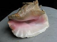 IMG_0596 Conch