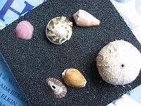 IMG_0600 Shells on black sand