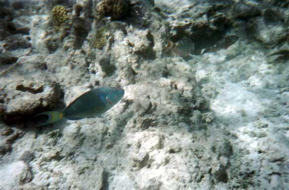 blue-parrotfish A blue parrotfish. Parrotfish chew coral to eat the organisms inside and excrete the coral limestone as fine sand.