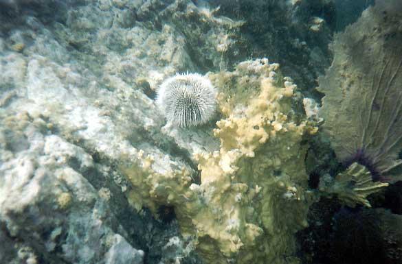 urchin-and-seafan A sea urchin and a sea fan.