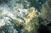 urchin-and-seafan