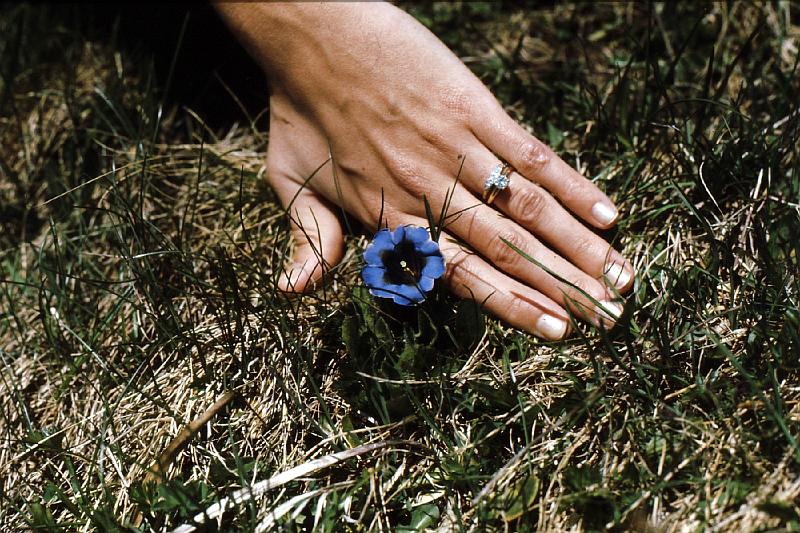alpine_flower_1 Ruth's hand shows the scale of this alpine meadow blossom.