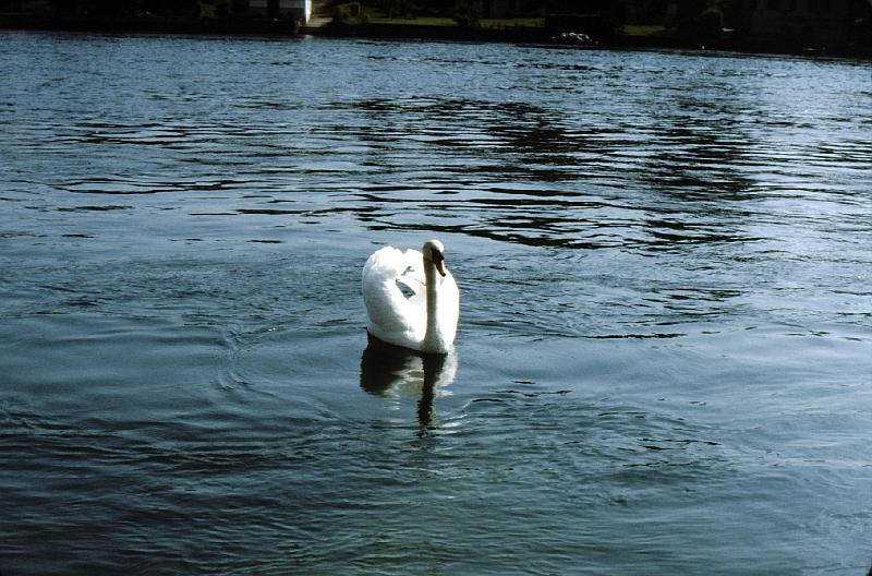 Untitled-Scanned-43_Stein_swan The Rhine can be peaceful.