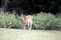 fawn_in_Munot_moat Fawn in the filled-in Munot moat, now a deer park.