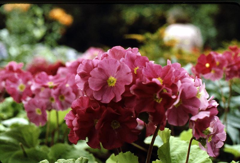 greenhouse_flowers_1 