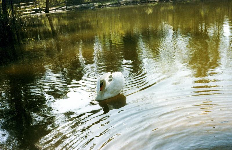 06 Mute swan