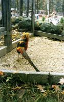 02 Golden pheasant